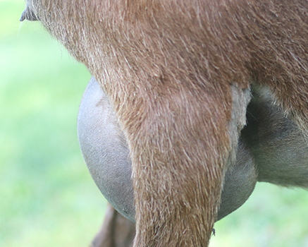 lesperance hartstopper